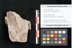 Foto (Detailansicht) von Fagus ulmifolia Ettingshausen (NHMW-GEO-2024-0188-10142)